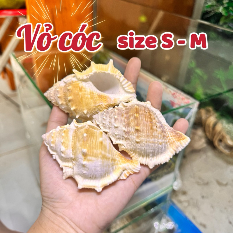 Vỏ Cóc size S - M miệng vỏ ( 1.5cm - 4cm )dùng để thay vỏ.