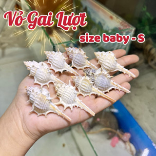 Vỏ Gai Lượt size baby - S miệng vỏ ( 1cm ~ 1.5cm ) dùng để thay vỏ cho ốc.