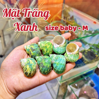 Vỏ Mặt Trăng Xanh size baby - M miệng vỏ (0.5 - 2cm) dùng để thay vỏ cho ốc.