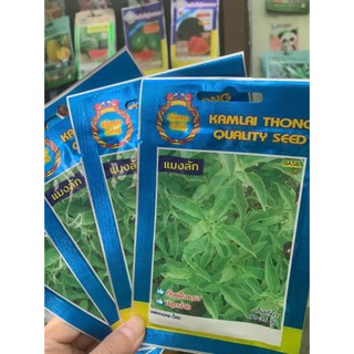 hạt giống lá é trắng nhập khẩu thái lan