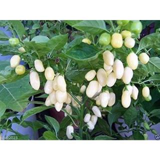 Hạt giống ớt hananeno mix màu, siêu cay