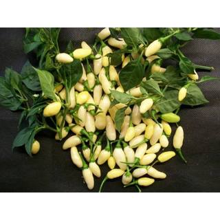 Hạt giống ớt hananeno mix màu, siêu cay