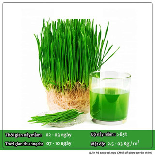 Hạt Giống Mầm Lúa Mạch Phú Nông Giàu Dinh Dưỡng