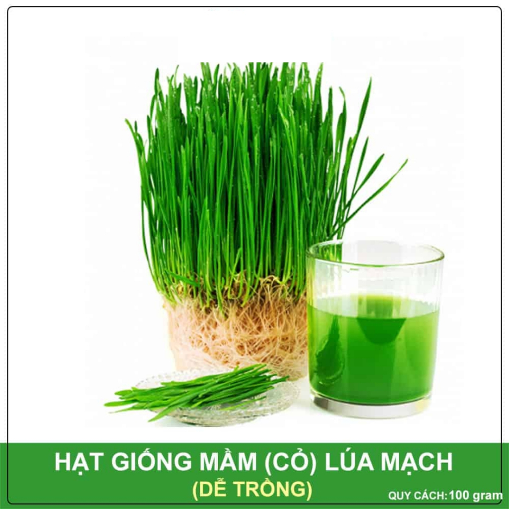 Hạt Giống Mầm Lúa Mạch Phú Nông Giàu Dinh Dưỡng