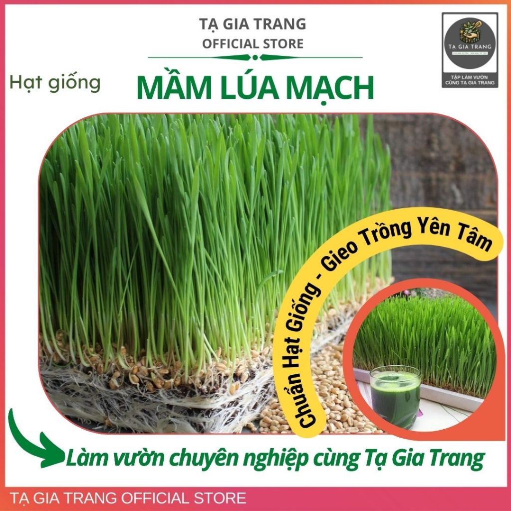 Hạt giống mầm lúa mạch, dinh dưỡng, thu hoạch nhanh - Shop hạt giống Tạ Gia Trang