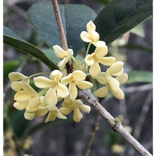 lọ dùng thử Tinh dầu chiết xuất từ hoa mộc hương ta hoa vàng miền bắc