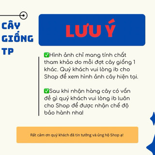 Cây hoa thiên lý đã leo.