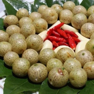 Cây giống mắc mật (cây ươm từ hạt)