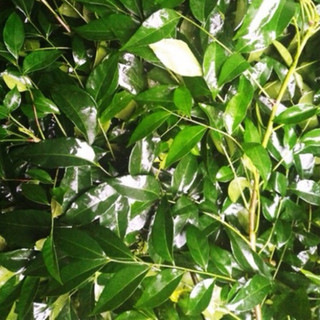 Cây giống mắc mật (cây ươm từ hạt)