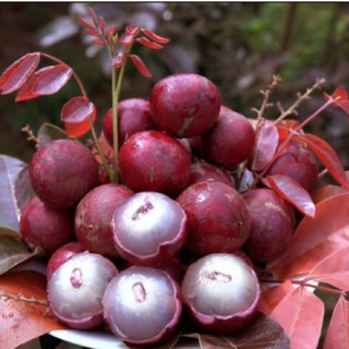 Cây giống nhãn tím hoa tím, quả tím