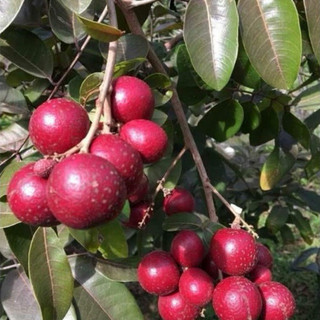 Cây giống nhãn tím hoa tím, quả tím