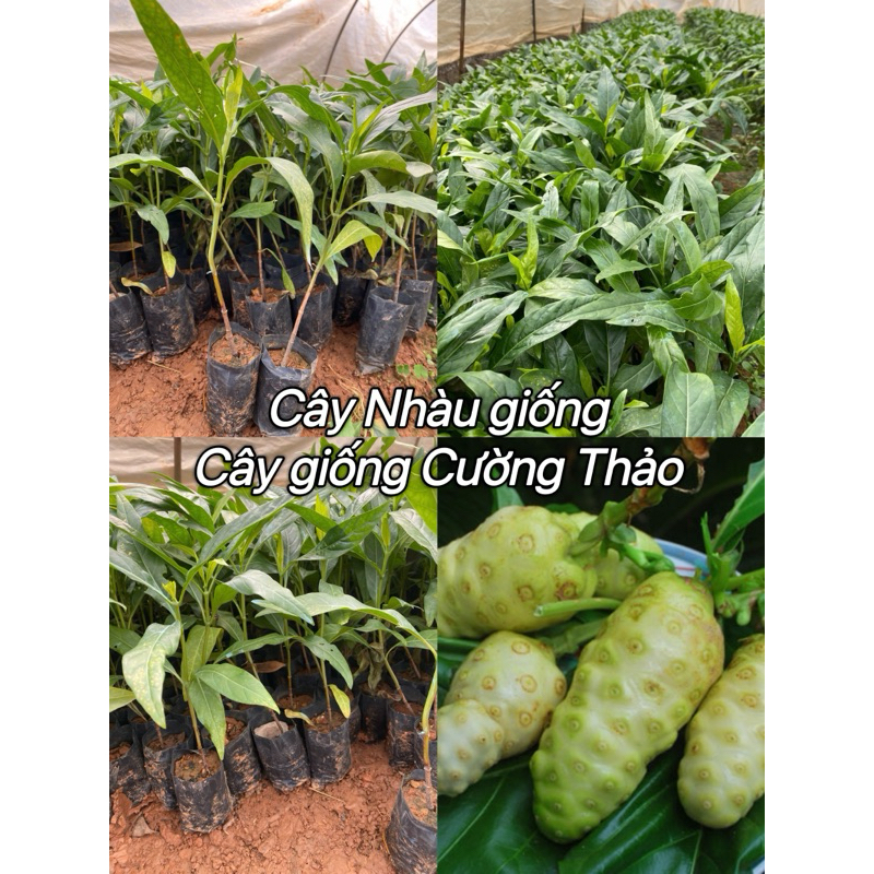 Cây Nhàu giống (mua 10 tặng 1)