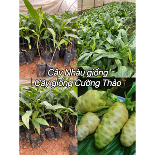 Cây Nhàu giống (mua 10 tặng 1)