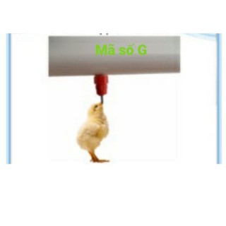 Núm uống gà 10 cái/60k