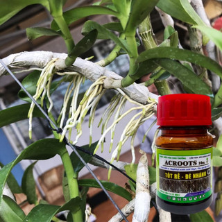Phân bón kích rễ và kích mầm ACROOT 100 ml