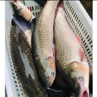 trục câu đài chuyên câu chép - rô phi