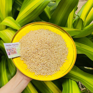 Ý dĩ - bo bo trắng 200g