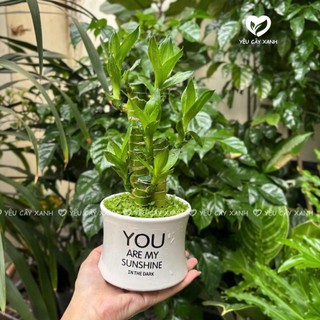 Cây Phát Tài Khúc 3 thân, Trúc Phát Tài 3 thân, Cây Xanh Phong Thủy để bàn (Mẫu chậu ngẫu nhiên)