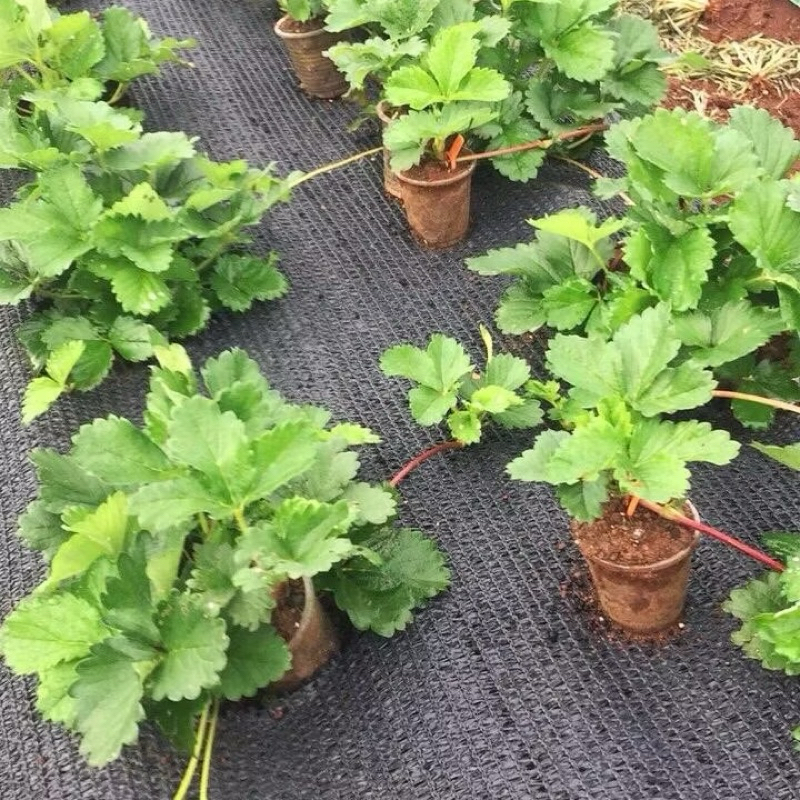 COMBO 10 Ngó dâu tây Hana ( Cây giống dâu tây )- Dòng chịu nhiệt quả to - Sinh trưởng mạnh phù hợp khí hậu cả nước