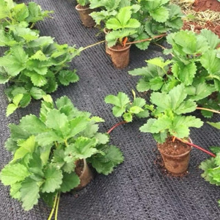 COMBO 10 Ngó dâu tây Hana ( Cây giống dâu tây )- Dòng chịu nhiệt quả to - Sinh trưởng mạnh phù hợp khí hậu cả nước