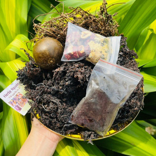 Combo 12 phần nấu sâm lạnh rong biển( 1 phần nấu được 7-10 lít nước sâm)