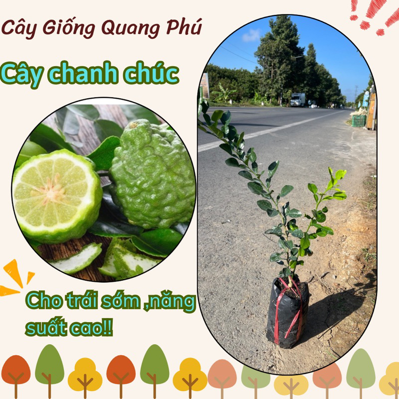 CÂY CHANH CHÚC