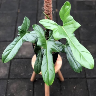 Philodendron Violin (hỏa tốc)