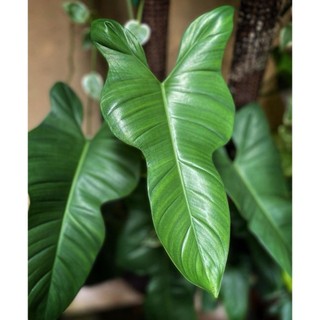 Philodendron Violin (hỏa tốc)