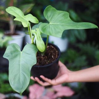Philodendron Violin (hỏa tốc)