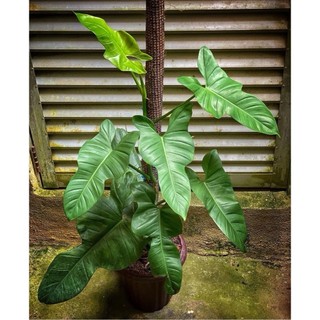 Philodendron Violin (hỏa tốc)