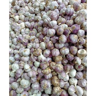 tỏi tím hải dương cam kết như hình, tỏi mới thu hoạch thơm ngon  ( tỏi tím bắc, tỏi tím đà lạt, tỏi, hành tím )