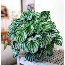 Lá Dưa Hấu | Peperomia Watermelon (hỏa tốc)