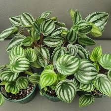 Lá Dưa Hấu | Peperomia Watermelon (hỏa tốc)