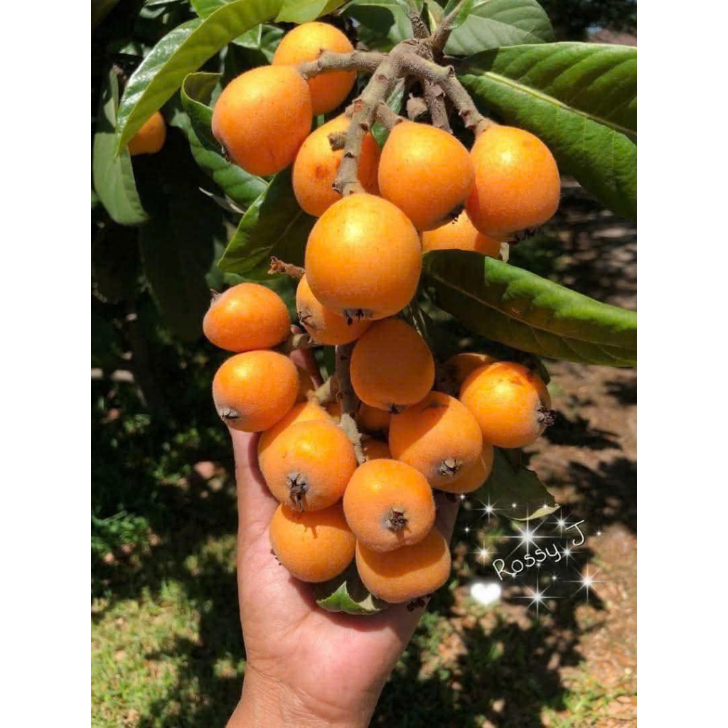 2 CÂY GIỐNG NHÓT NHẬT BIWA  – TRÁI SAI, DỄ TRỒNG