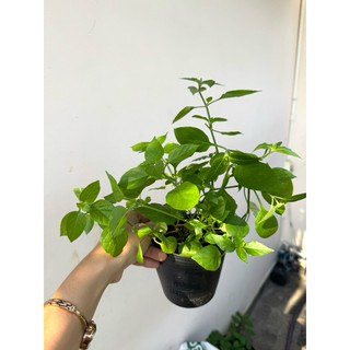 Chậu mềm rau bồ ngót Nhật