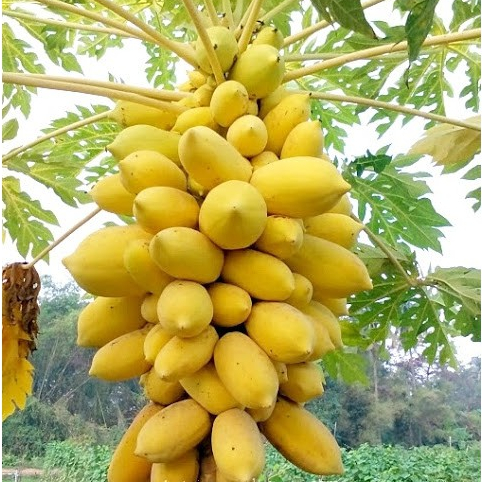 Hạt Giống Đu Đủ Da Vàng - 5 Hạt