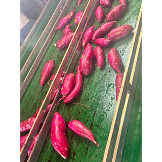 khoai lang nhật 1kg size 3-6 củ kg