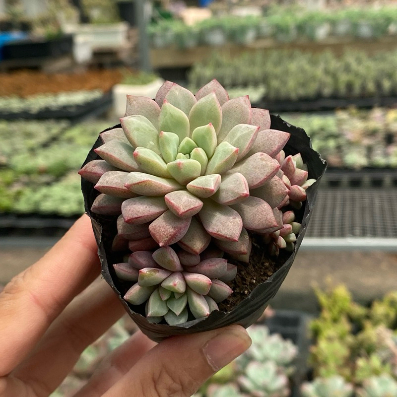 Sen Đá Ruby Tím Size Bầu 5cm  cây cảnh trang trí SENDABL