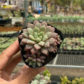 Sen Đá Ruby Tím Size Bầu 5cm  cây cảnh trang trí SENDABL