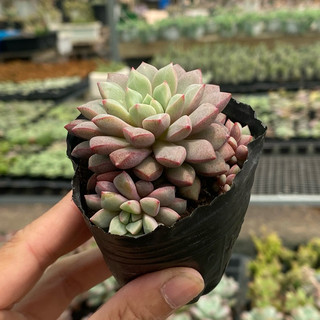 Sen Đá Ruby Tím Size Bầu 5cm  cây cảnh trang trí SENDABL