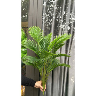 Cây Chuối Giả - Cây Cảnh