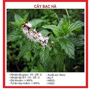 Hạt giống Cây BẠC HÀ TA_Bạc Hà tinh dầu lá gai dài