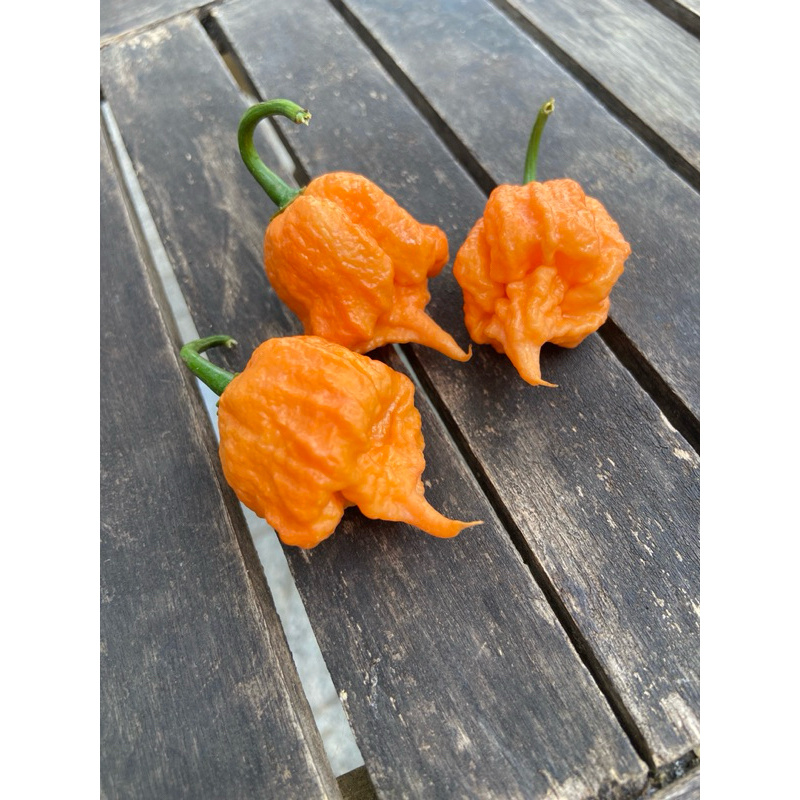 Hạt giống ớt carolina reaper cam