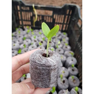 50 Viên Nén Xơ Dừa Dày, Đều - ƯƠM HẠT GIỐNG