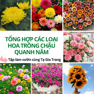 Hạt giống Hoa Trồng Chậu, mùa vụ quanh năm - Shop hạt giống Tạ Gia Trang