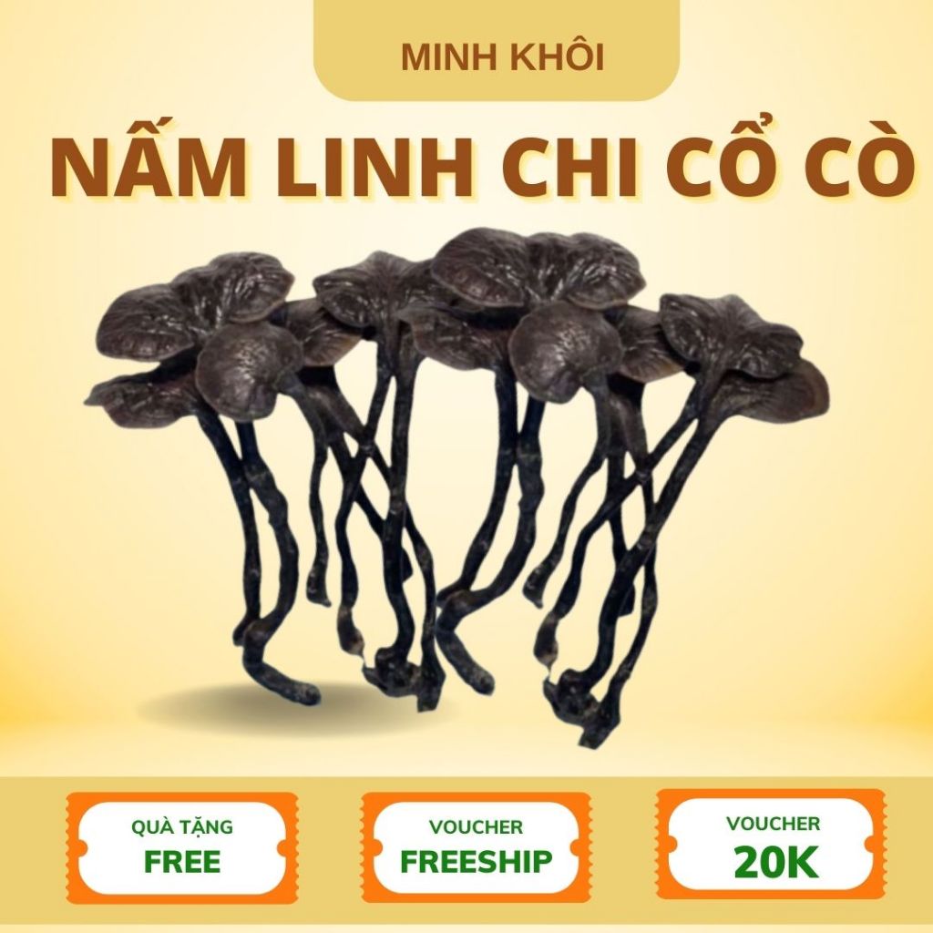 Nấm Lim Xanh, Nấm Linh Chi Cổ Cò Chuẩn rừng Tây Bắc, Nấm linh chi đỏ, linh chi sừng hươu
