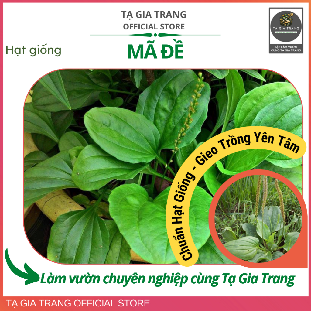 Hạt giống cây mã đề cây dược liệu dễ chăm, thích hợp trồng tại nhà