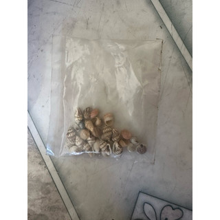 Ốc ruốc gạo trang trí 100 gr