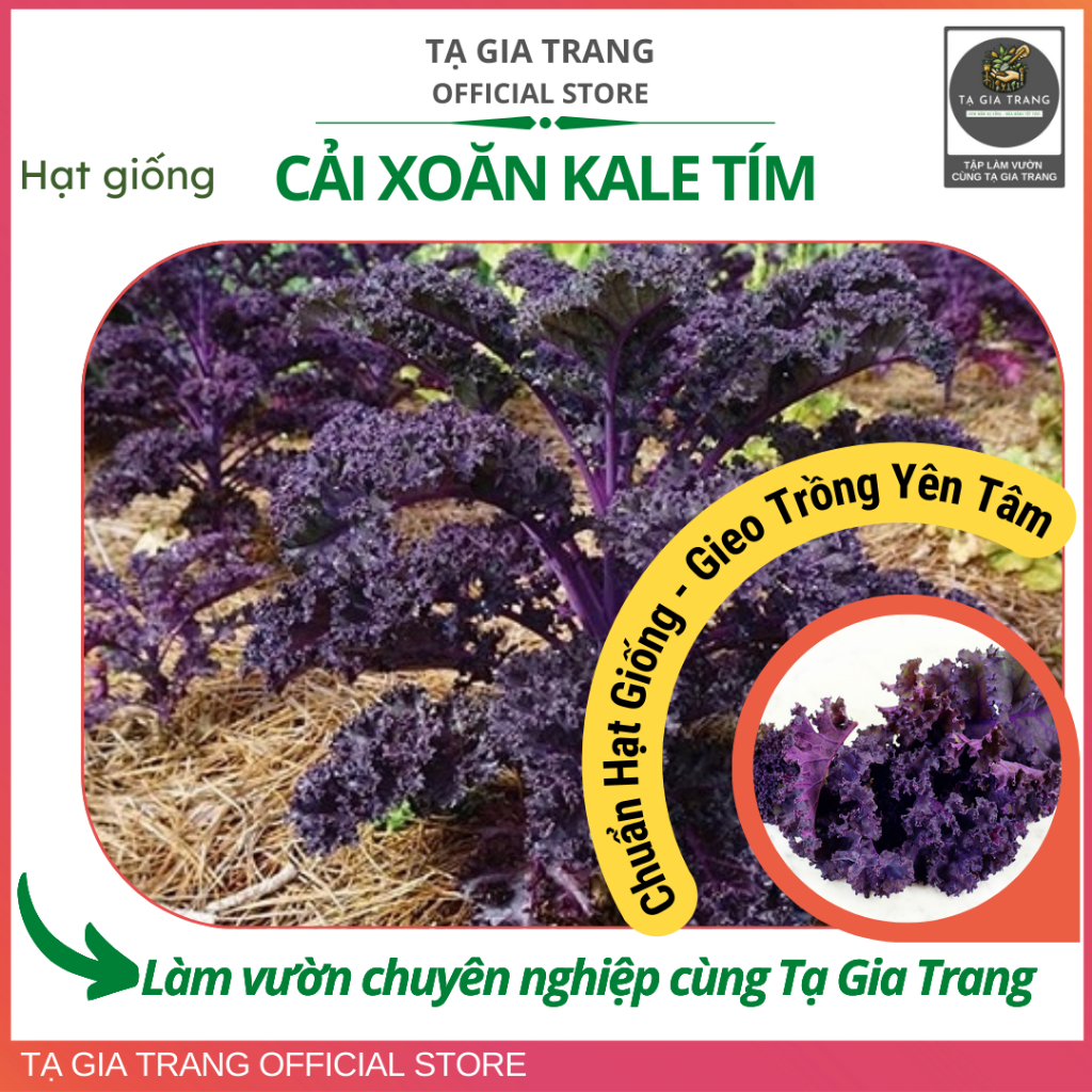 Hạt giống cải xoăn kale tím (kale xoăn đỏ), trồng quanh năm