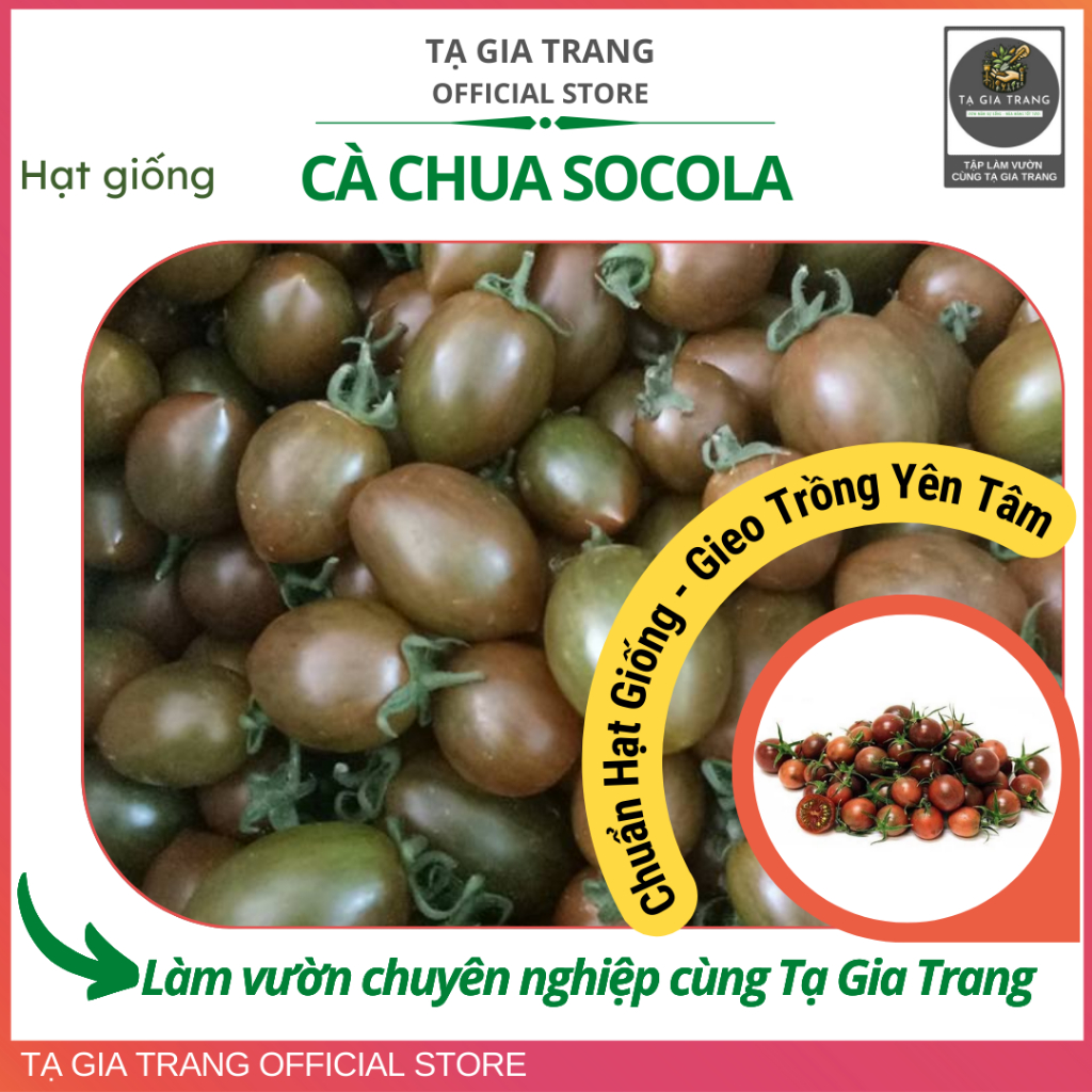 Hạt giống cà chua sôcôla (cà chua chocolate)